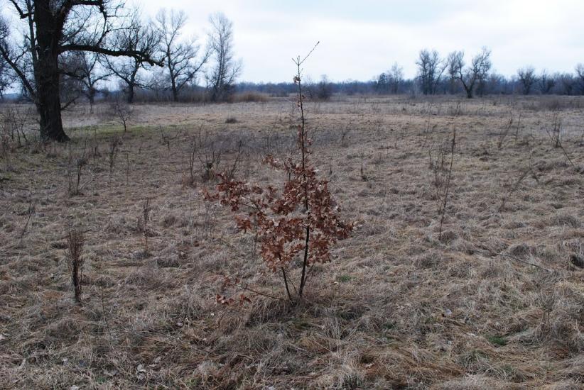 Миколаївка з panoramio.com - Миколаївка