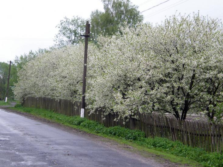 Облапи з panoramio.com - Oblapy