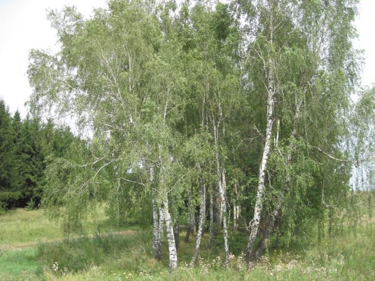 Галузинці з panoramio.com - Galuzyntsi