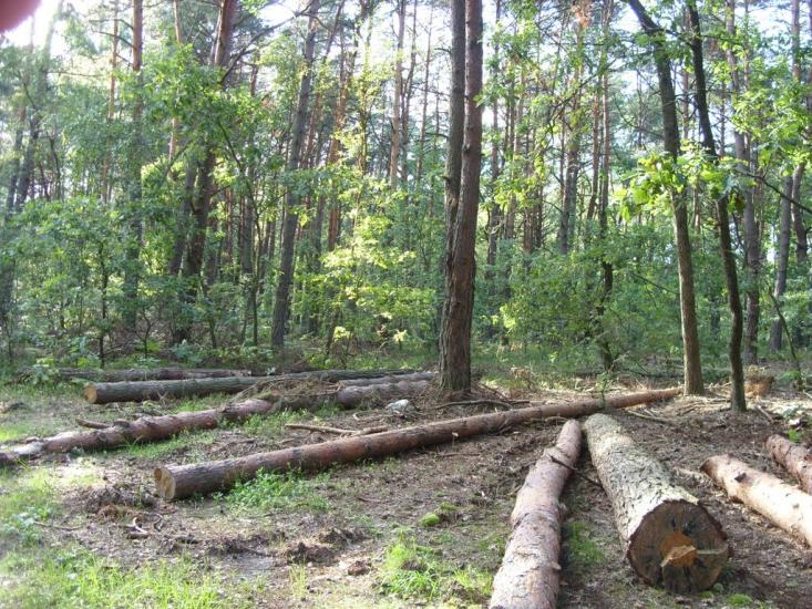 Турійськ з panoramio.com - Турийск
