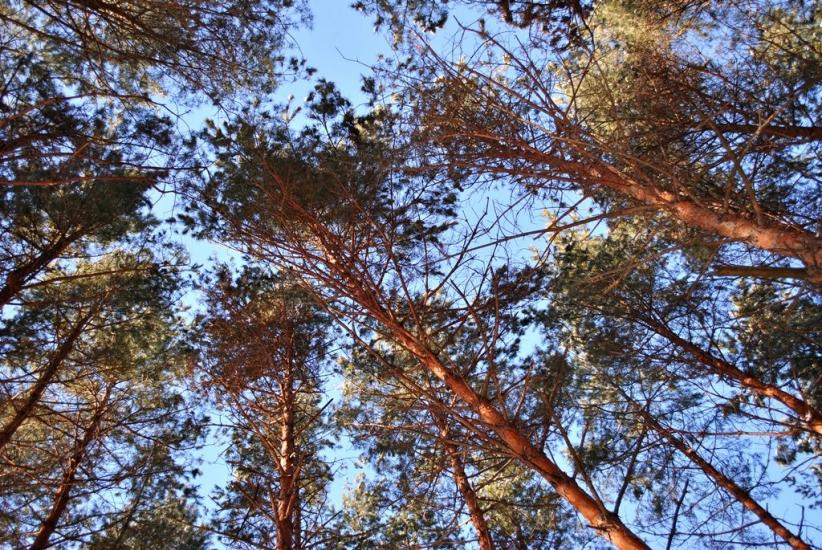 Дзержинське з panoramio.com - Дзержинское