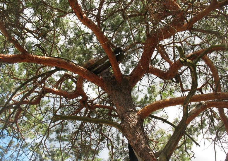 Синичине з panoramio.com - Синичине