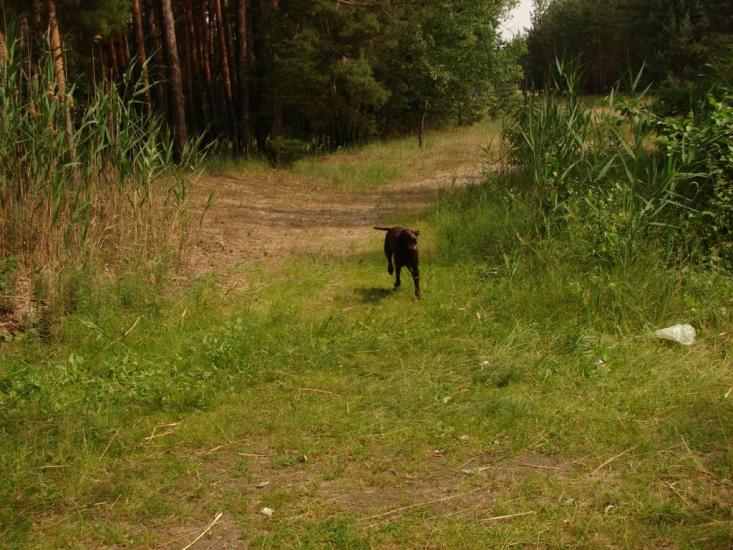 Борова з panoramio.com - Борова