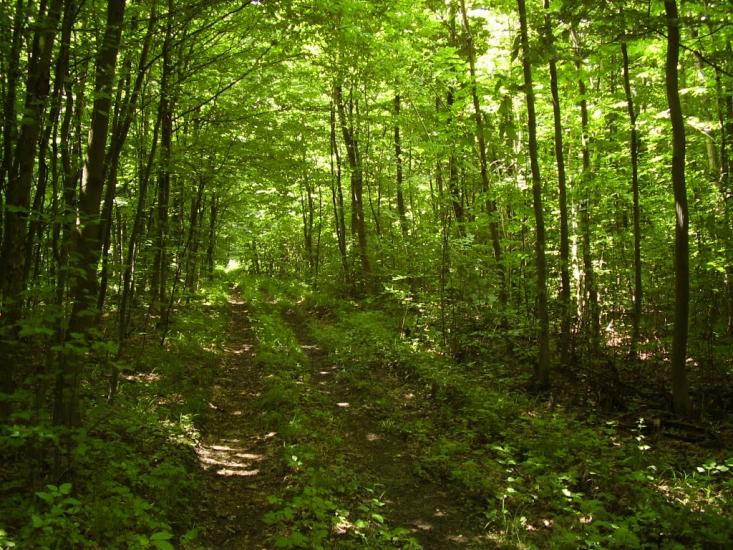Коржівці з panoramio.com - Korzhivtsi