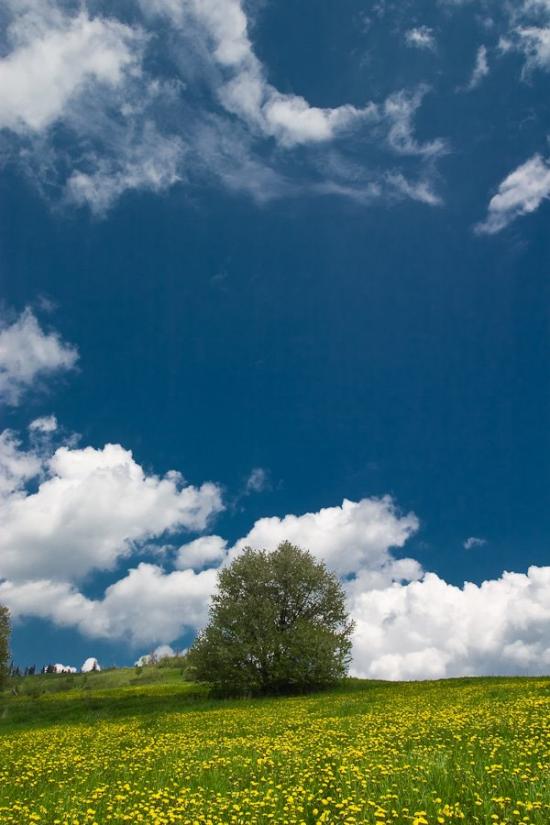 Тухолька з panoramio.com - Tukholka