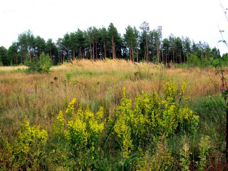 Костюхнівка з panoramio.com - Костюхнівка