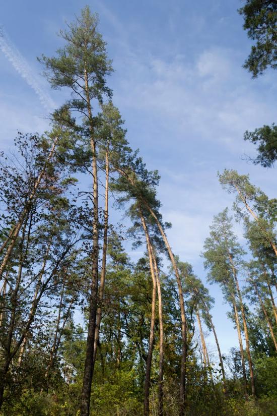 Підлісне з panoramio.com - Pidlisne