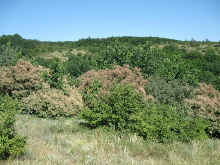 Куріпчине з panoramio.com - Kuripchyne