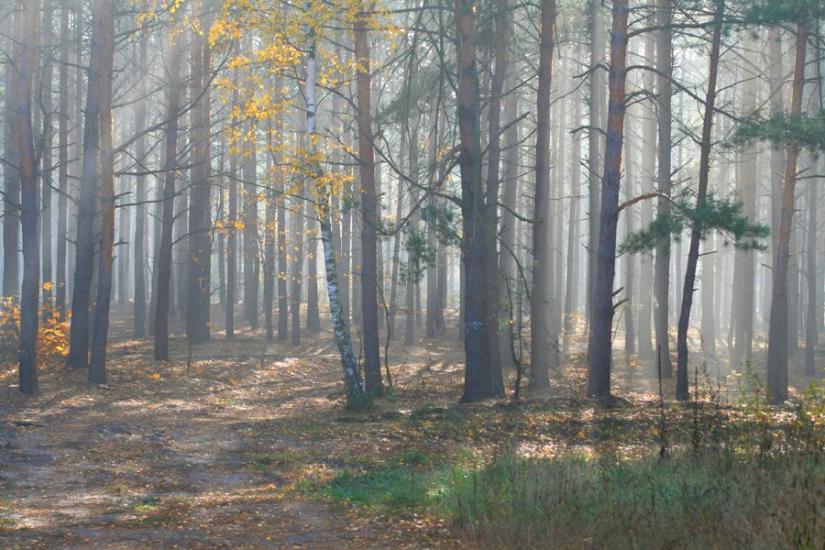 Гута-Межигірська з panoramio.com - Гута-Межигорская
