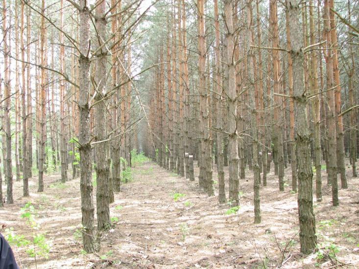 Гута-Межигірська з panoramio.com - Гута-Межигорская
