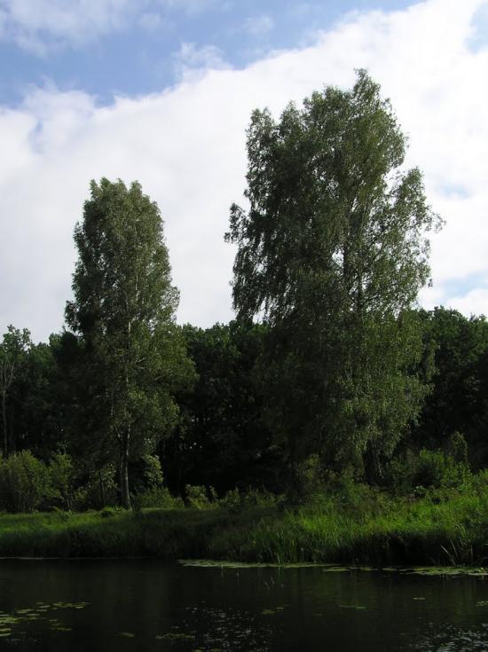 Струмок з panoramio.com - Струмок