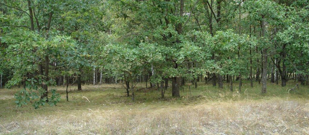 Лошакова Гута з panoramio.com - Лошакова Гута
