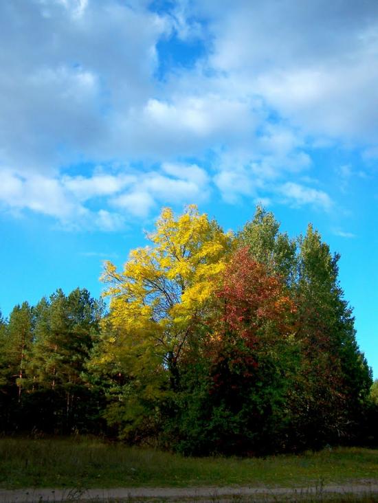 Незаможне з panoramio.com - Незаможне