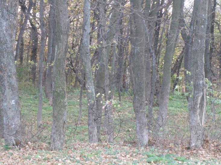 Орлівщина з panoramio.com - Орловщина
