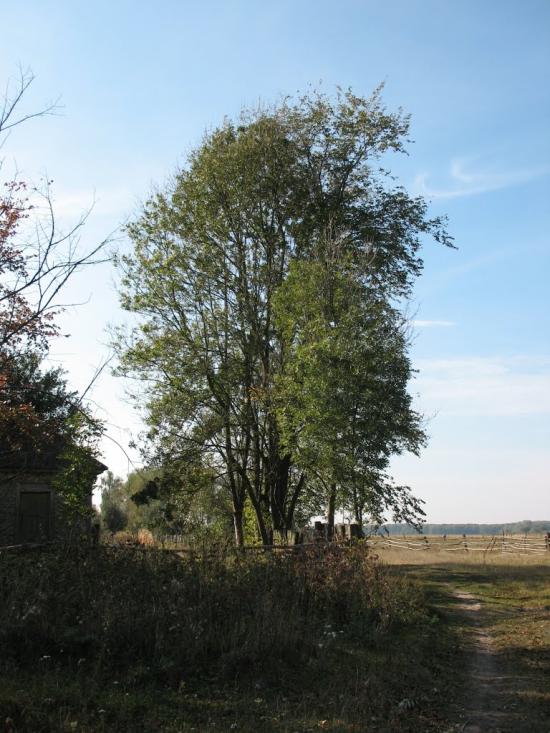 Осіч з panoramio.com - Осіч