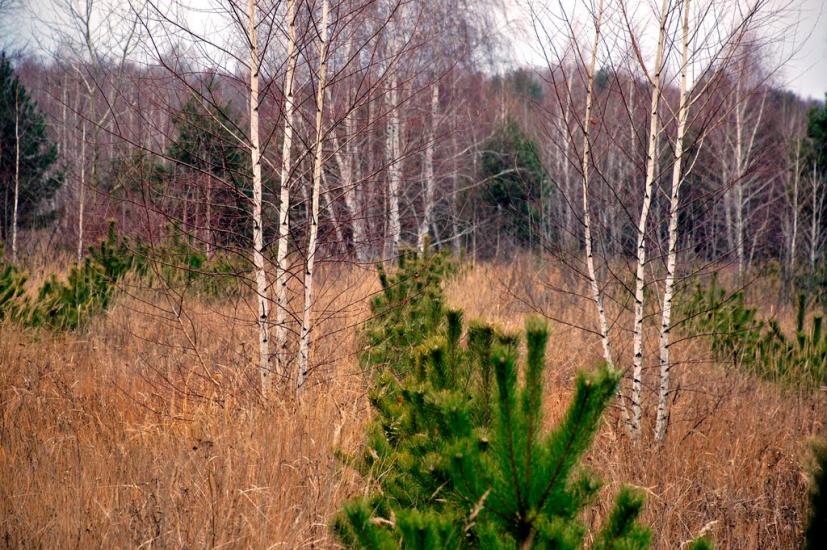 Пологи-Низ з panoramio.com - Пологи-Низ