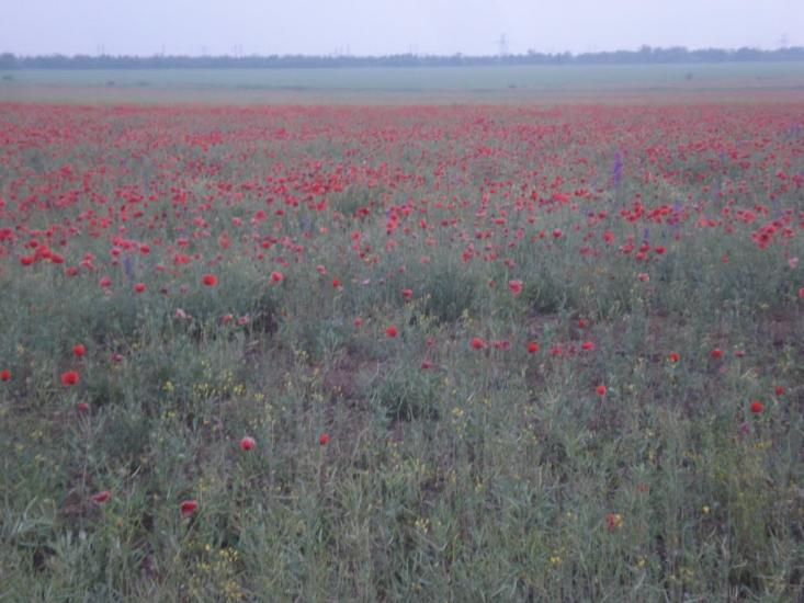 Ближньогородське з panoramio.com - Ближньогородське