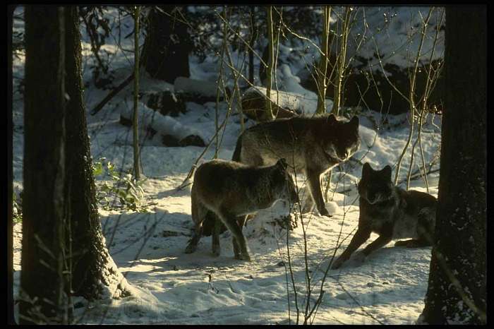 природа Біловарців - Біловарці