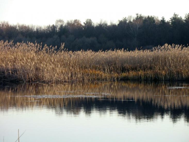 Сороки-Львівські з panoramio.com - Soroky-Lvivski