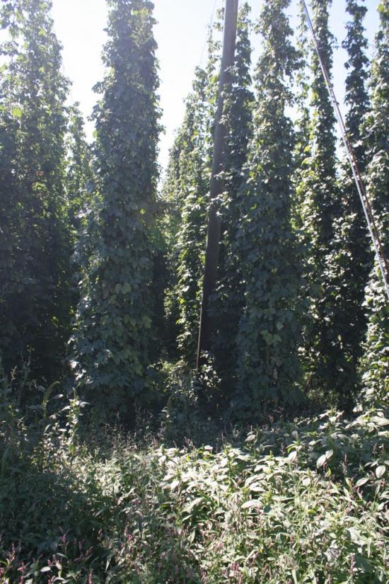 Углище з panoramio.com - Углище