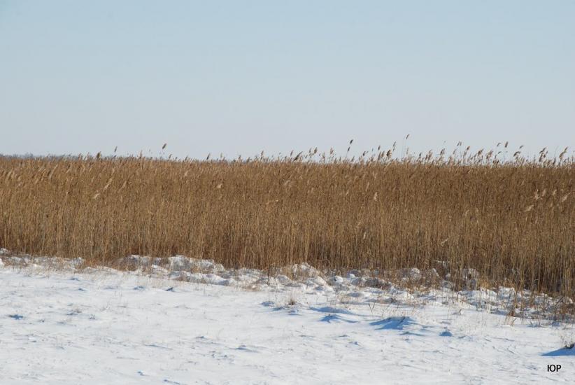 Пристанційне з panoramio.com - Пристанционное