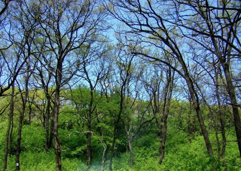 Ясенівський з panoramio.com - Ясенівський