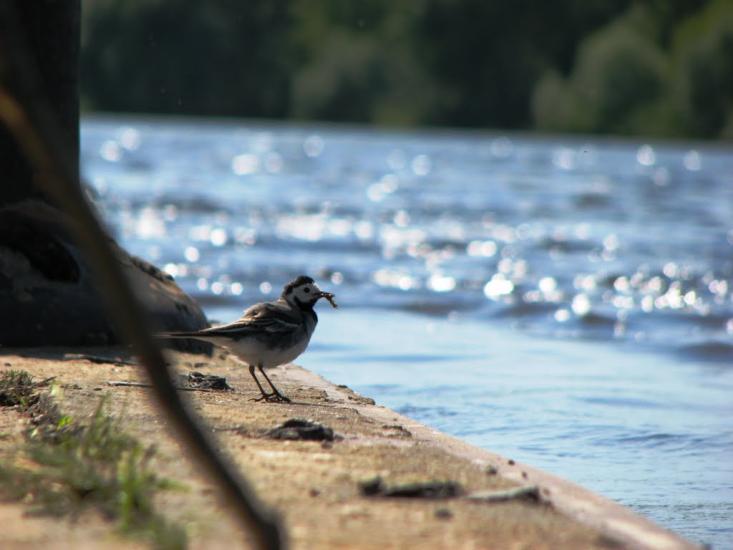 Неданчичі з panoramio.com - Nedanchychi