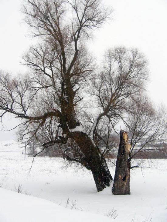 Могриця з panoramio.com - Mogrytsya