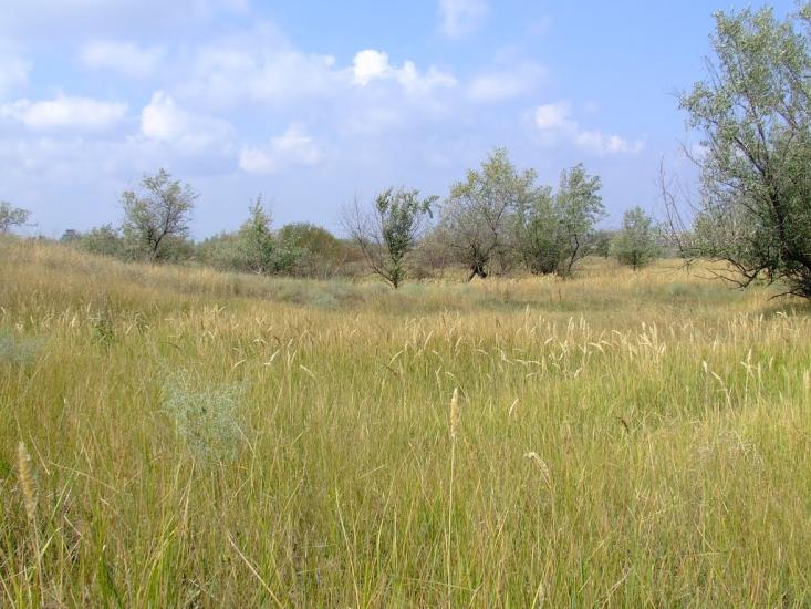 Нові Білярі з panoramio.com - Новые Беляры