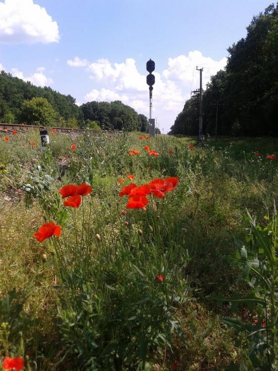 Шепелівка з panoramio.com - Шепелівка