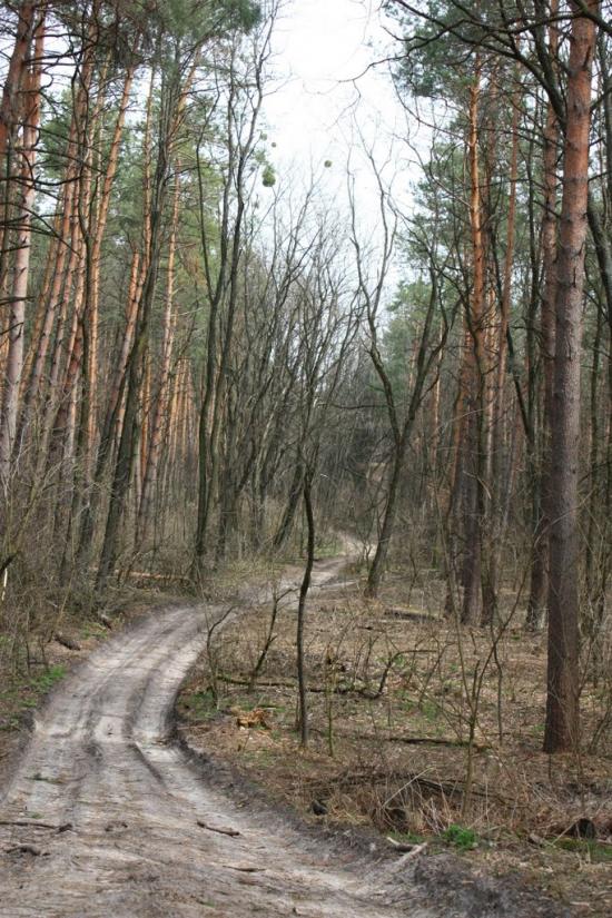 Княжичі з panoramio.com - Княжичи