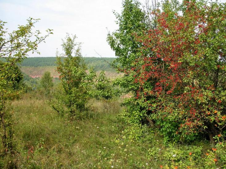 Пробабин з panoramio.com - Пробабин