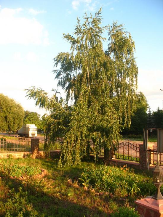 Березань з panoramio.com - Berezan