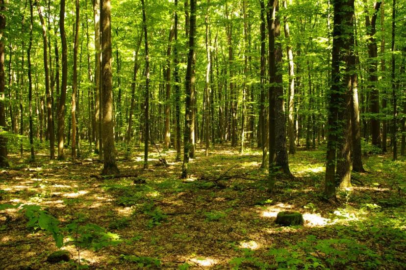 Медвин з panoramio.com - Медвин