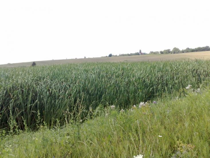 Пінчуки з panoramio.com - Пинчуки