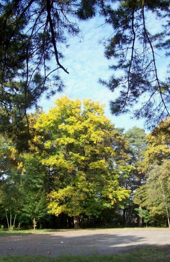 Думени з panoramio.com - Думени