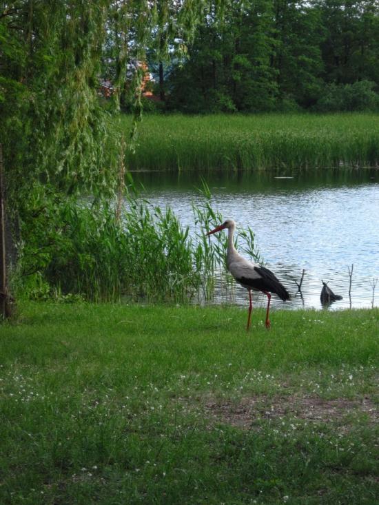 Кийлів з panoramio.com - Кийлів