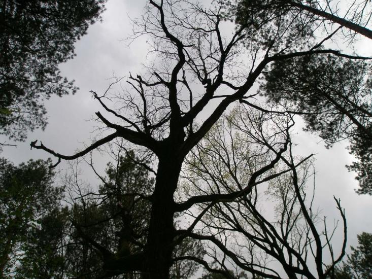 Княжичі з panoramio.com - Княжичи