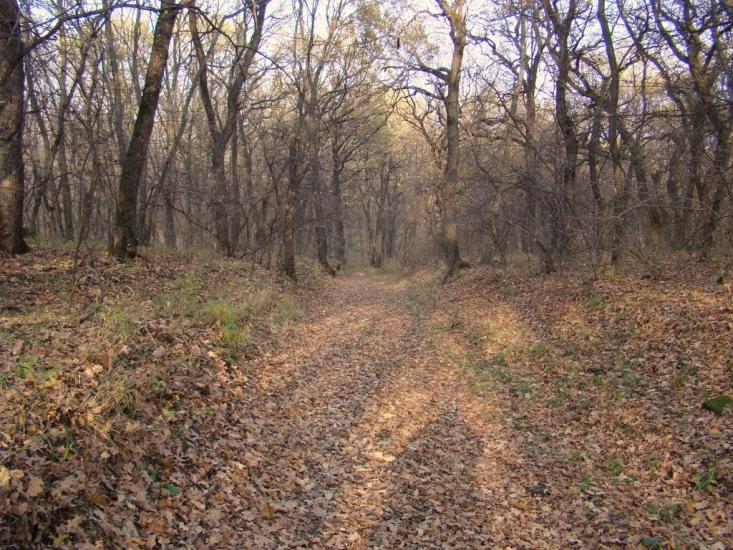 Ясенівський з panoramio.com - Ясеновский