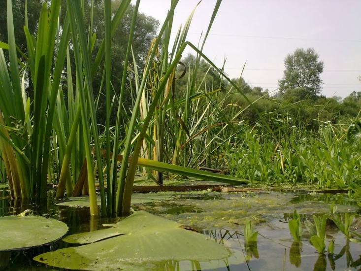 Перевіз з panoramio.com - Перевоз