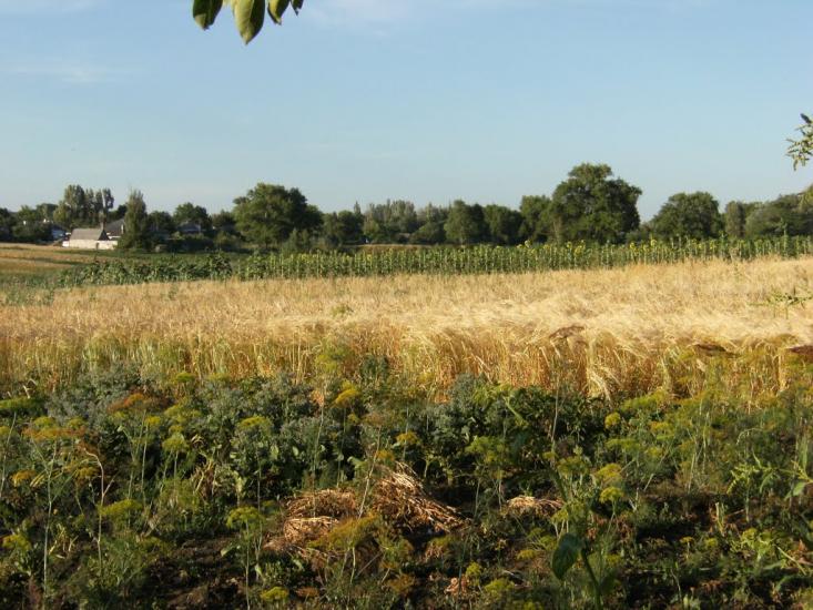 Козацьке з panoramio.com - Козацьке
