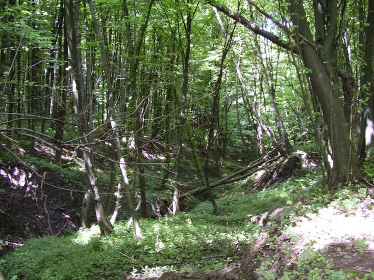 Коржівці з panoramio.com - Korzhivtsi