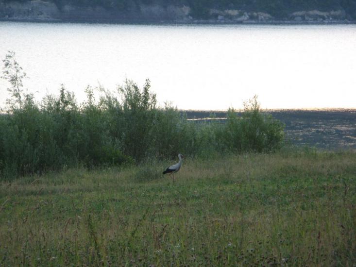 Кормань з panoramio.com - Кормань