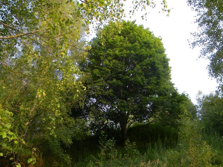 Городня з panoramio.com - Городня