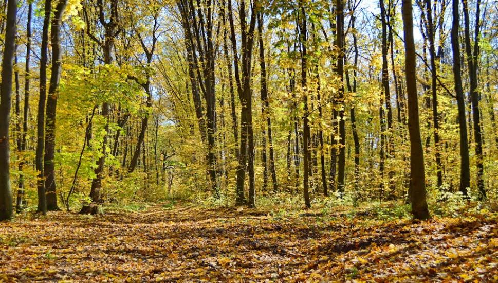 Балаклея з panoramio.com - Балаклея