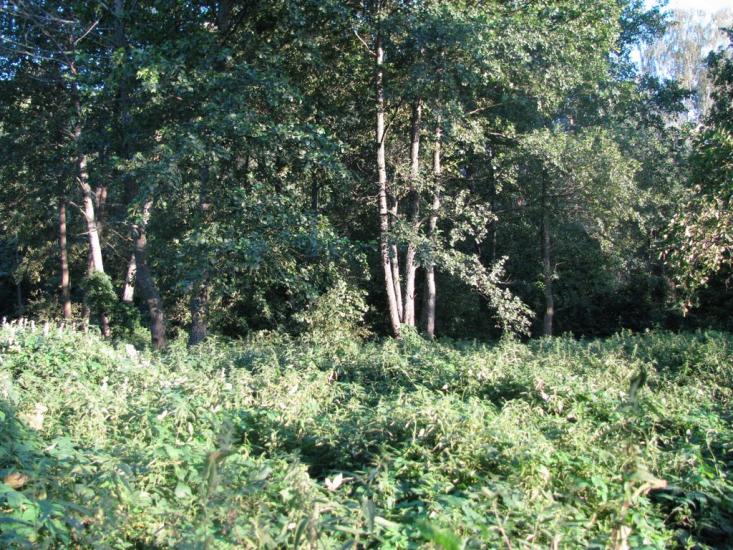 Пиротчине з panoramio.com - Пиротчине