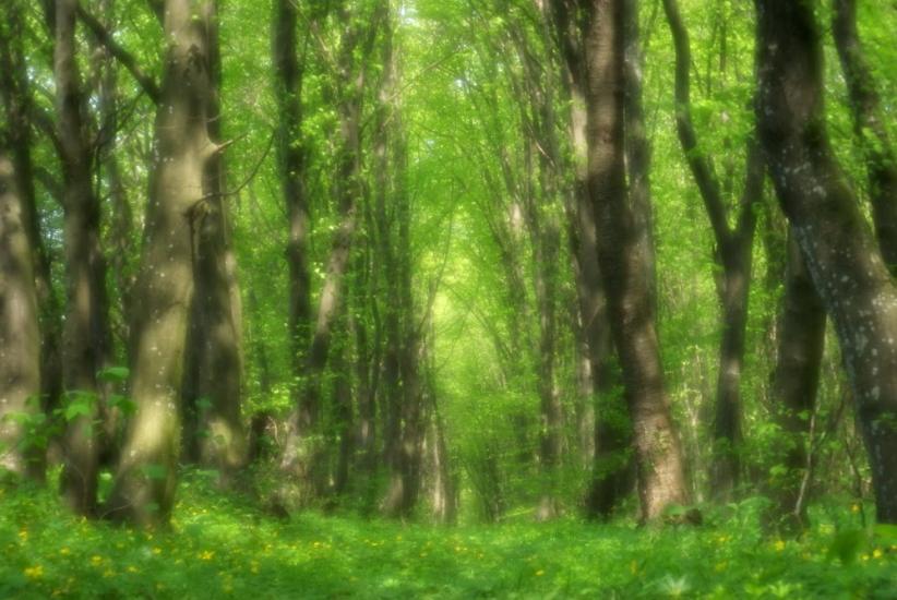 Немиринці з panoramio.com - Немиринцы