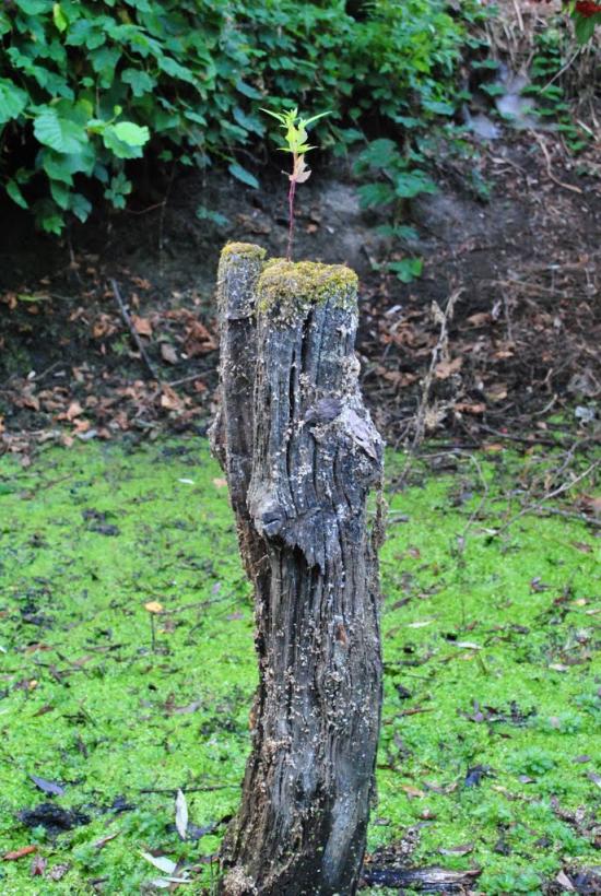 Згар з panoramio.com - Згар