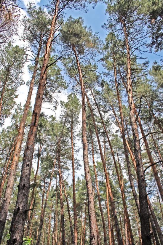 Хотімля з panoramio.com - Хотимля