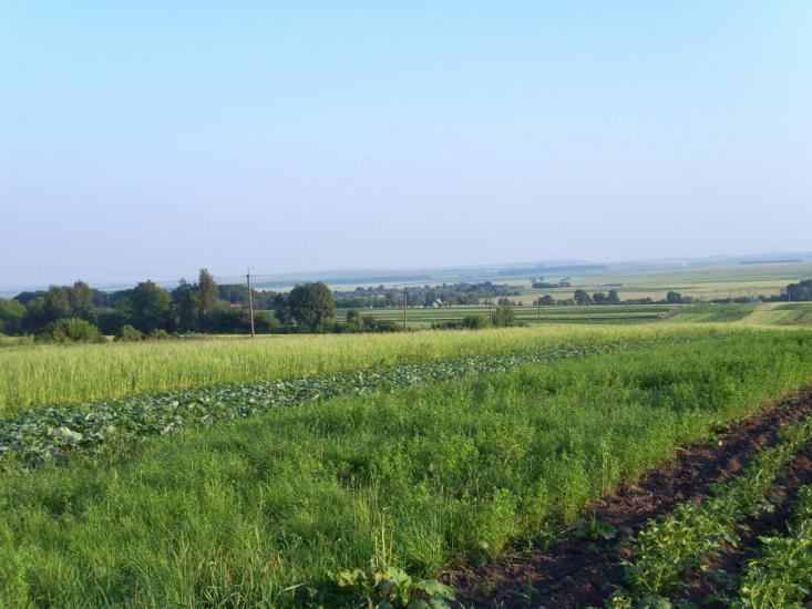 Тишківці з panoramio.com - Tyshkivtsi